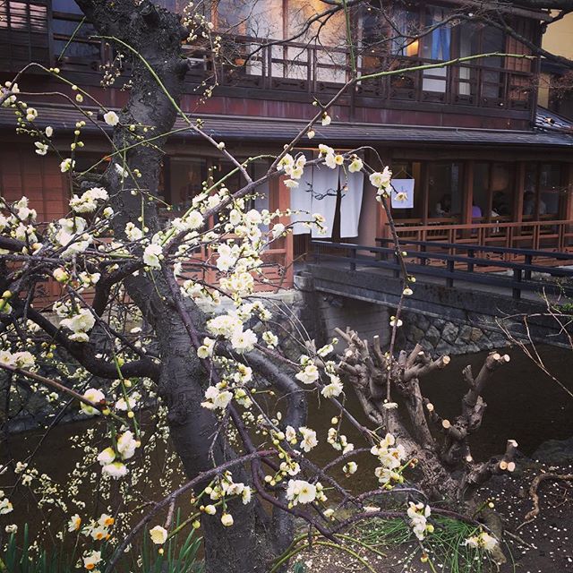 京都の梅＊Instagram Image